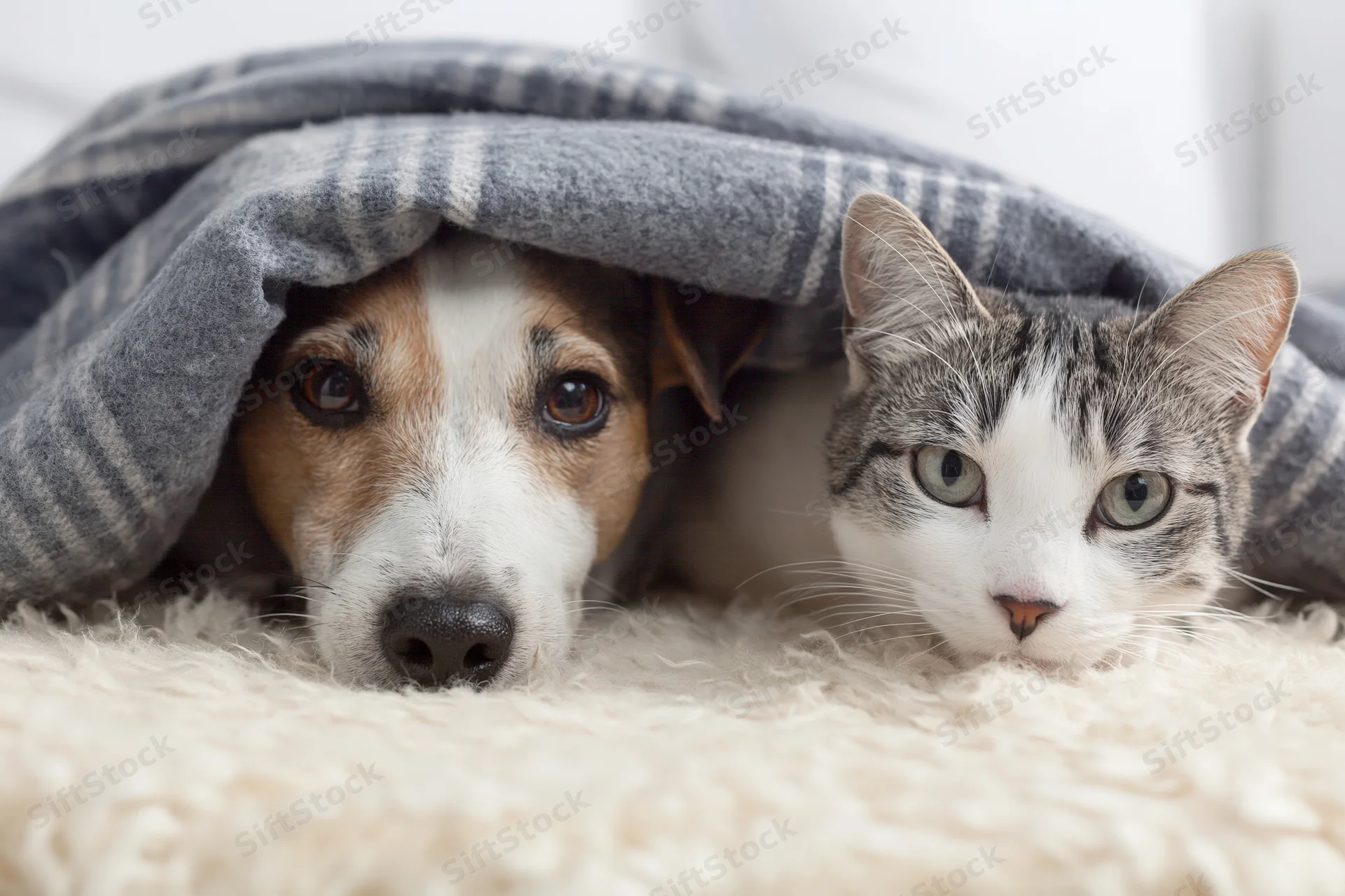 Dog and cat huddled under a plaid blanket on a fluffy rug