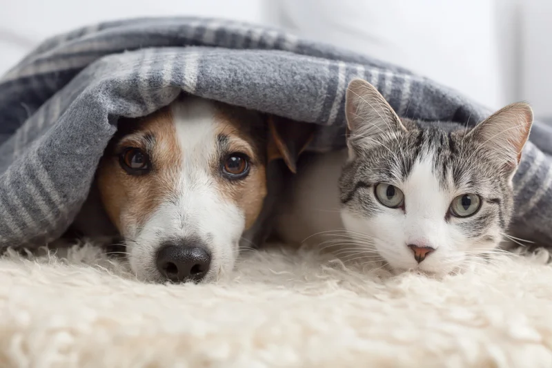 Dog and cat huddled under a plaid blanket on a fluffy rug