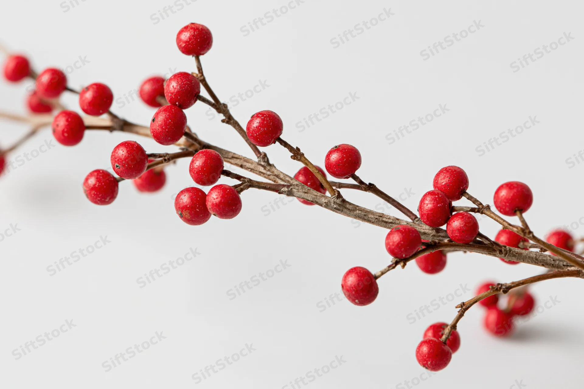 A bare winter branch with small round red berries against a white background
