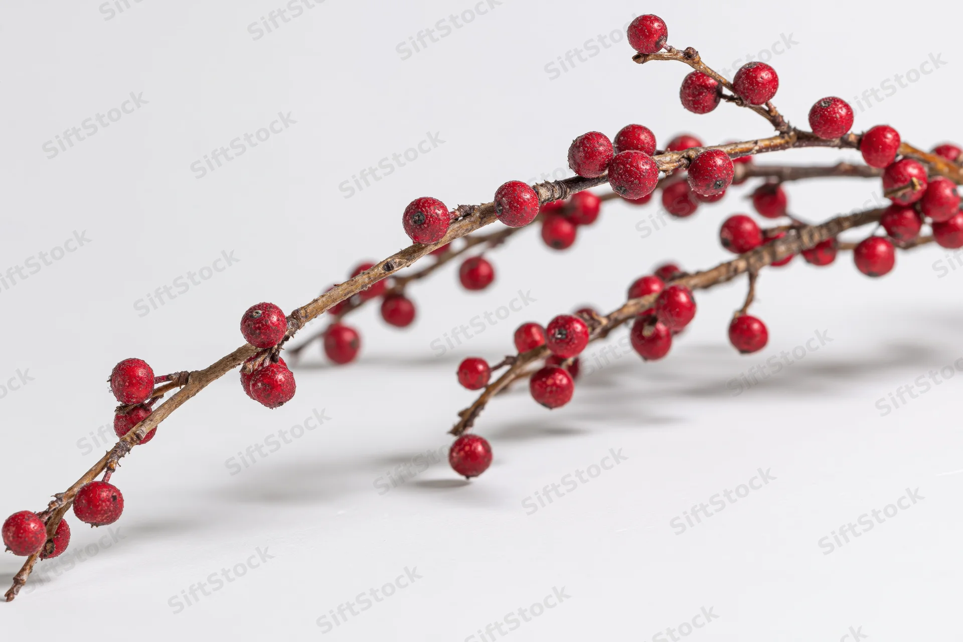 Bare winter branch with small red berries arranged diagonally on white background