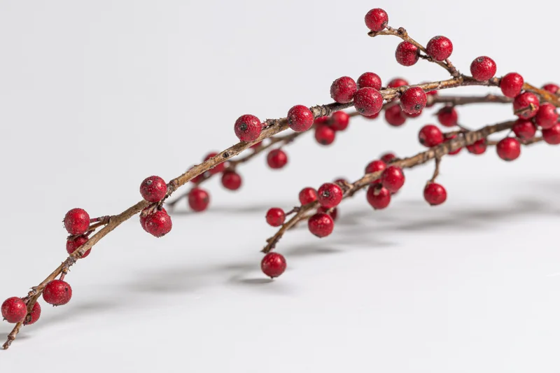 Bare winter branch with small red berries arranged diagonally on white background