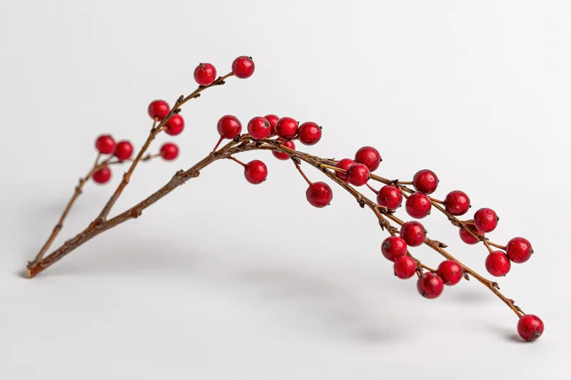 A bare winter berry branch with small round red berries clustered along its twigs, isolated on white background