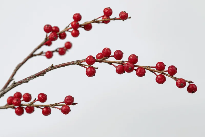 Winter berry branch with small red berries against white background