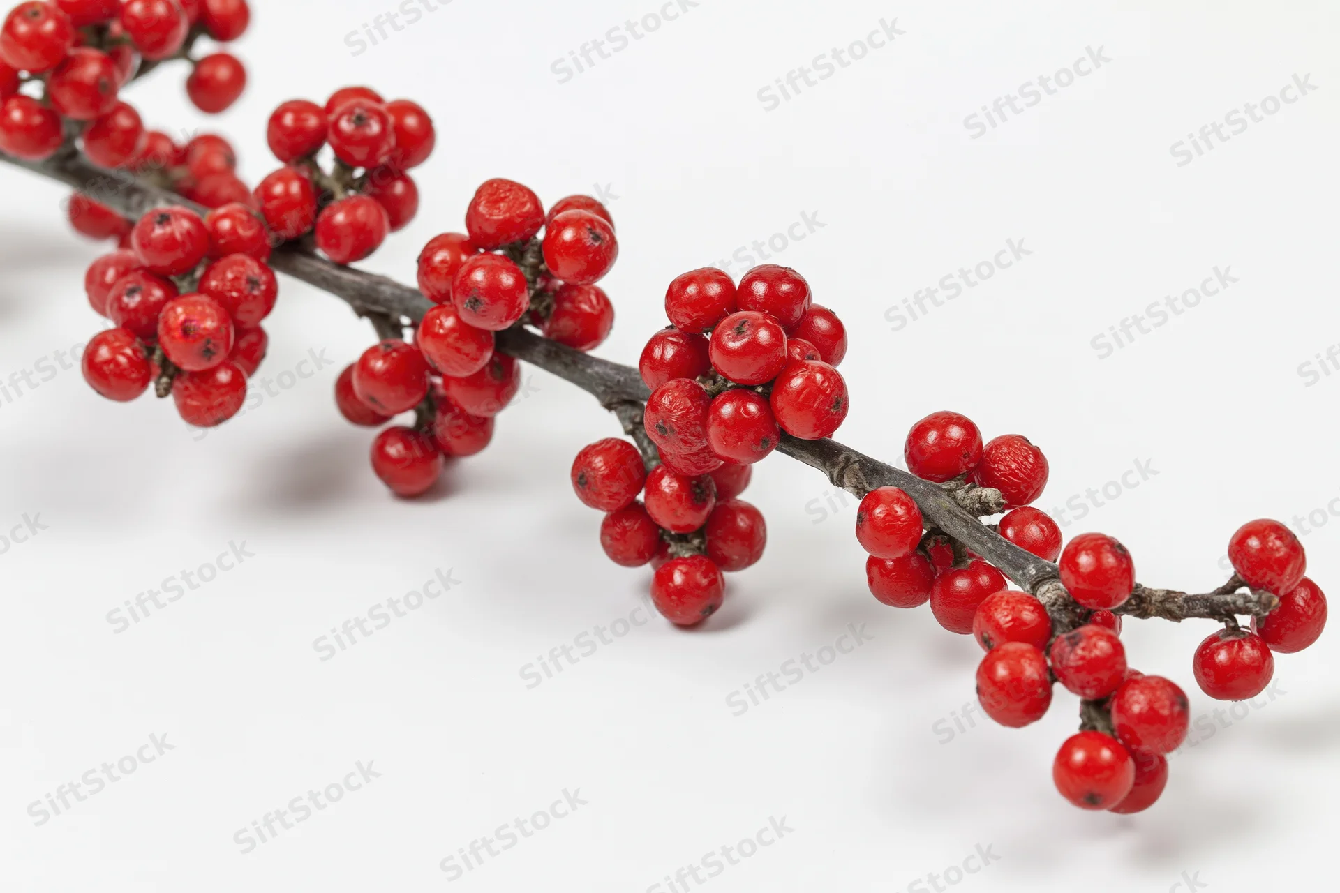 Winterberry holly branch with clusters of red berries on white background