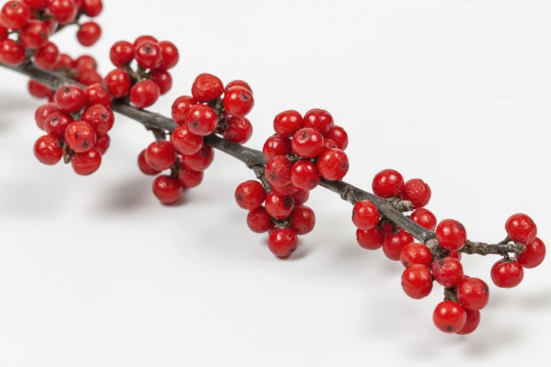 Winterberry holly branch with clusters of red berries on white background