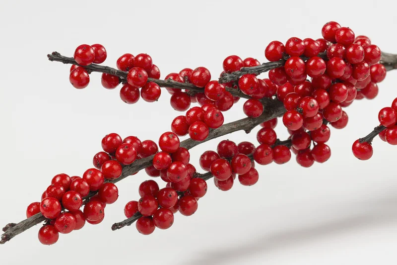 Winterberry holly branch with clusters of red berries against white background