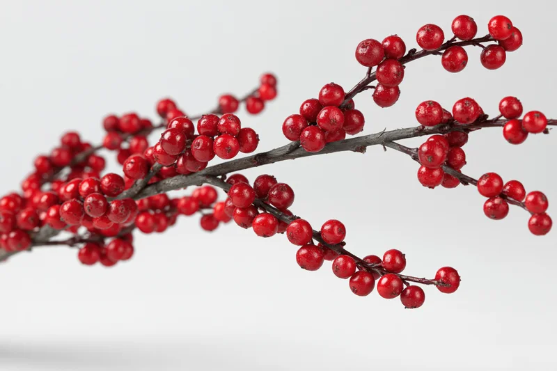 Winterberry holly branch with clusters of red berries on white background