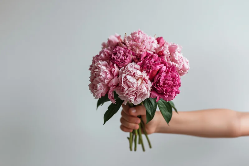 Child's hand holding a bouquet of pink peonies against a white background
