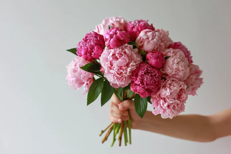 Child's hand holding a bouquet of pink peonies against a light background