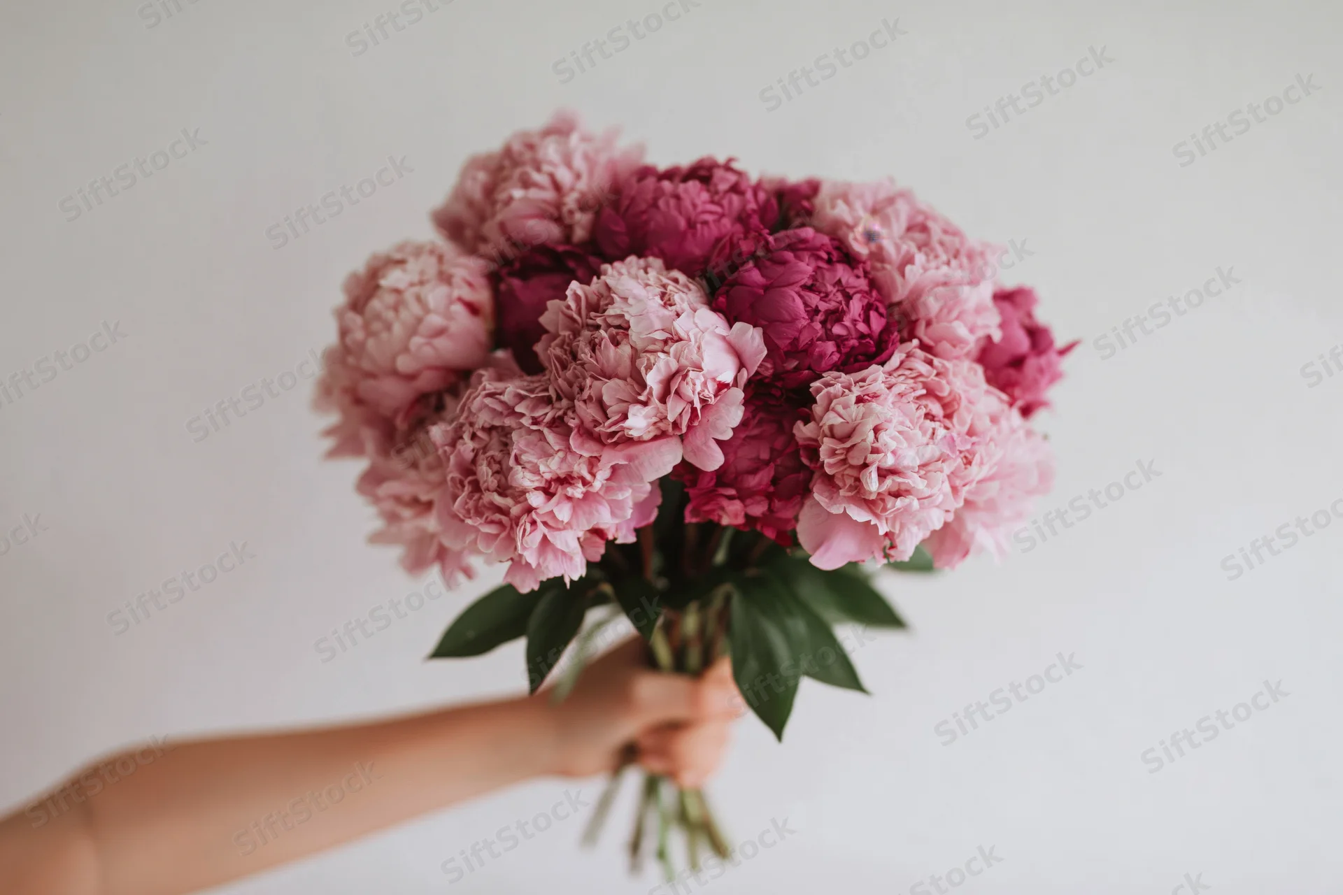 Hand holding a bouquet of pink and deep rose peonies against a white background