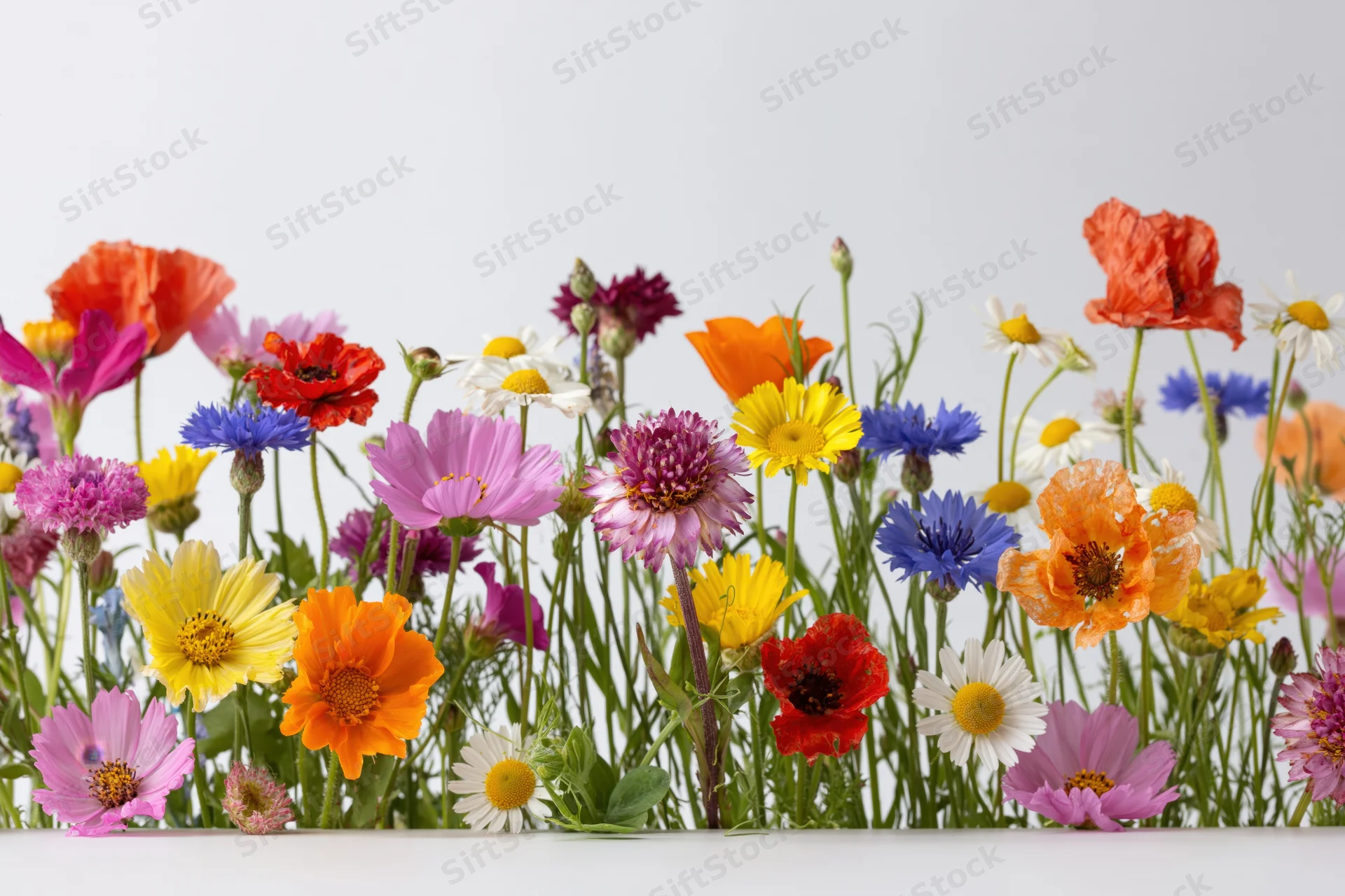 A dense row of mixed wildflowers including poppies, cornflowers and daisies arranged horizontally against a white background