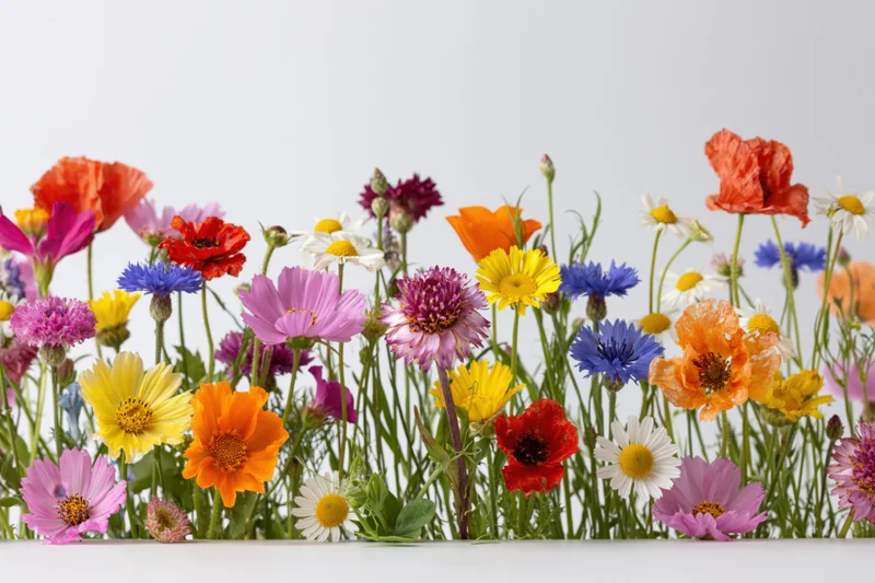 A dense row of mixed wildflowers including poppies, cornflowers and daisies arranged horizontally against a white background