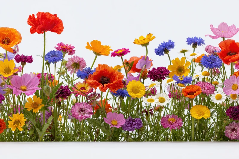 A dense row of mixed wildflowers including poppies, cornflowers and daisies against a white background