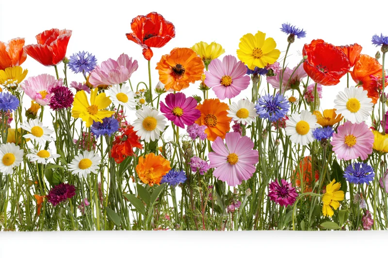 A dense row of mixed wildflowers including poppies, cornflowers and daisies against a white background
