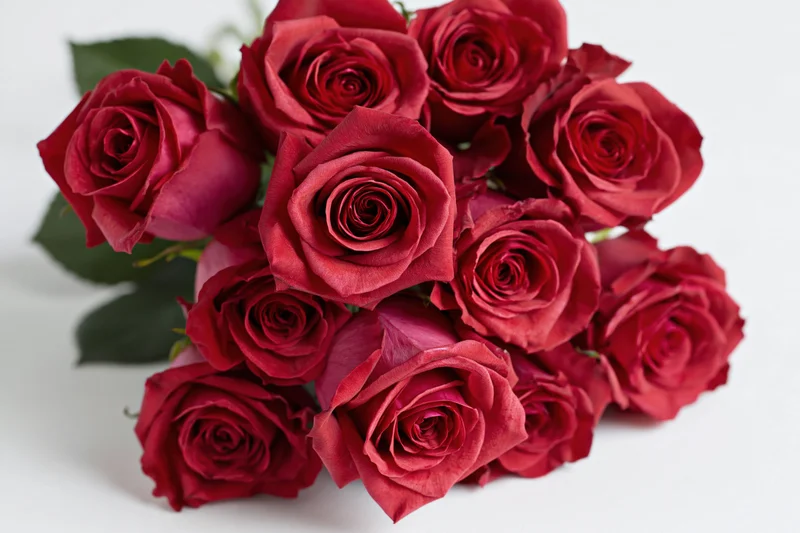 A loose bouquet of deep red roses with green leaves on a white background