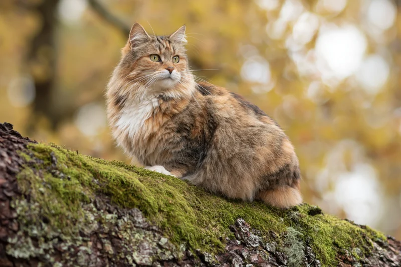 Long-haired tabby cat sitting on mossy tree branch in autumn forest