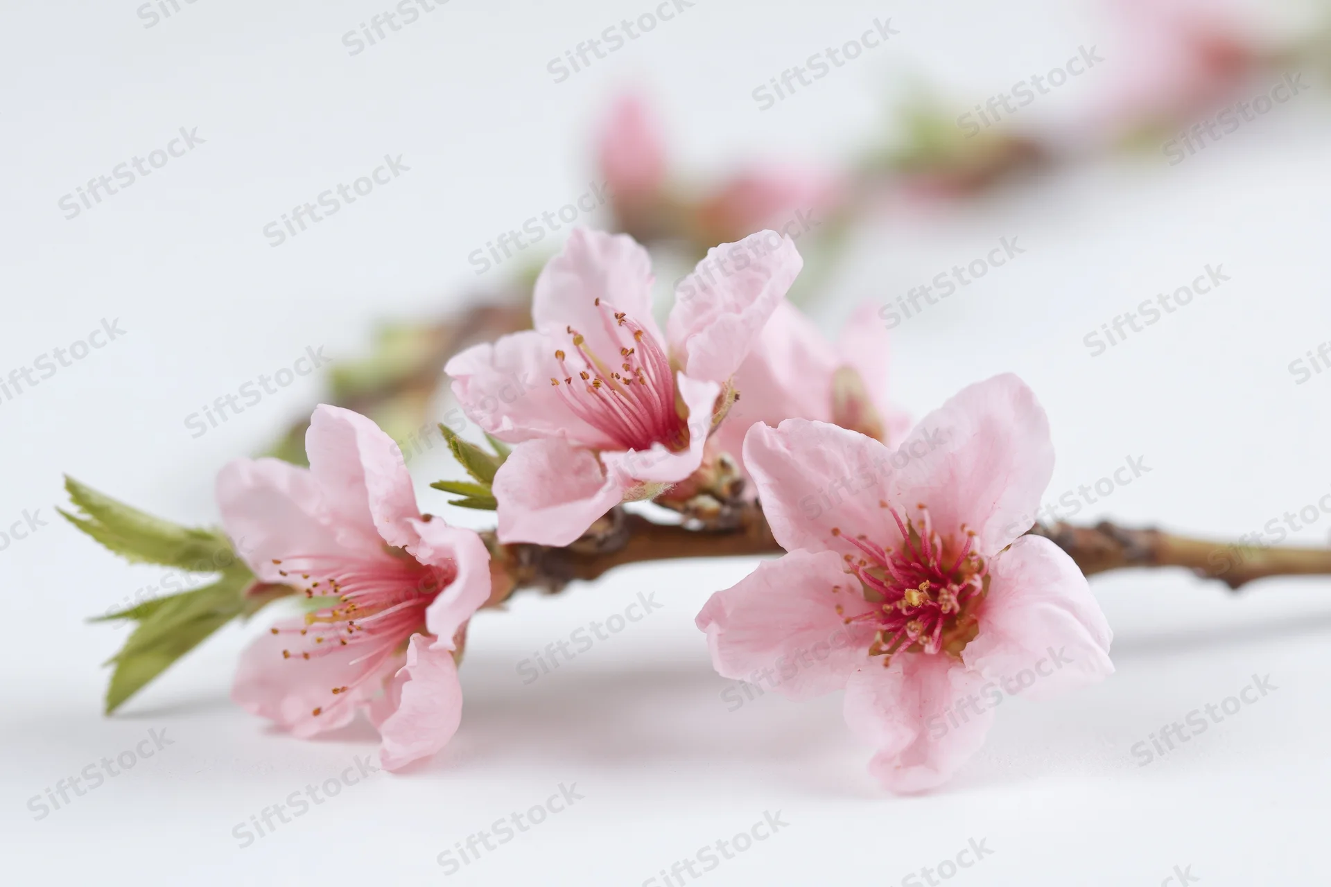 Peach blossom branch with five open pink flowers on white background