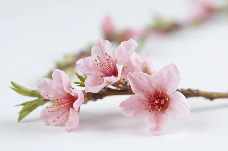 Peach blossom branch with five open pink flowers on white background
