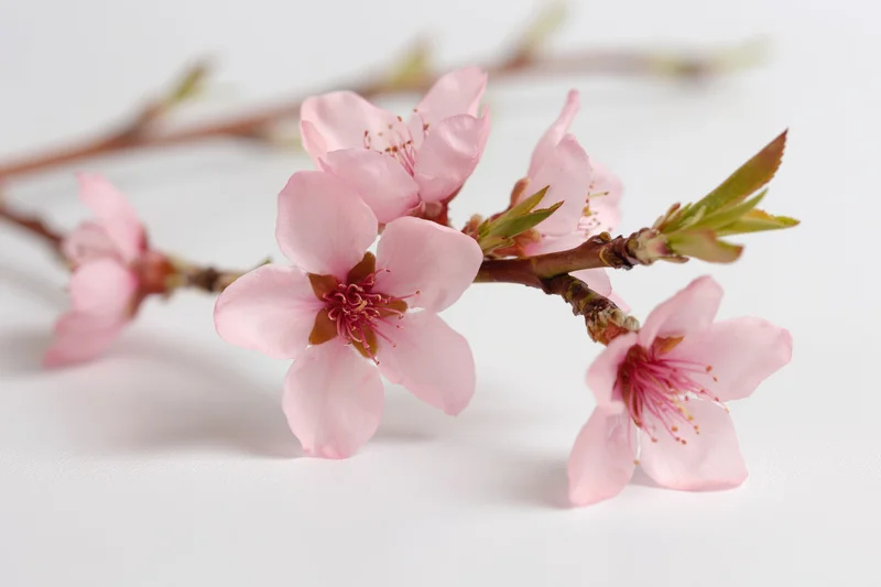 Peach blossom branch with five open pink flowers on white background