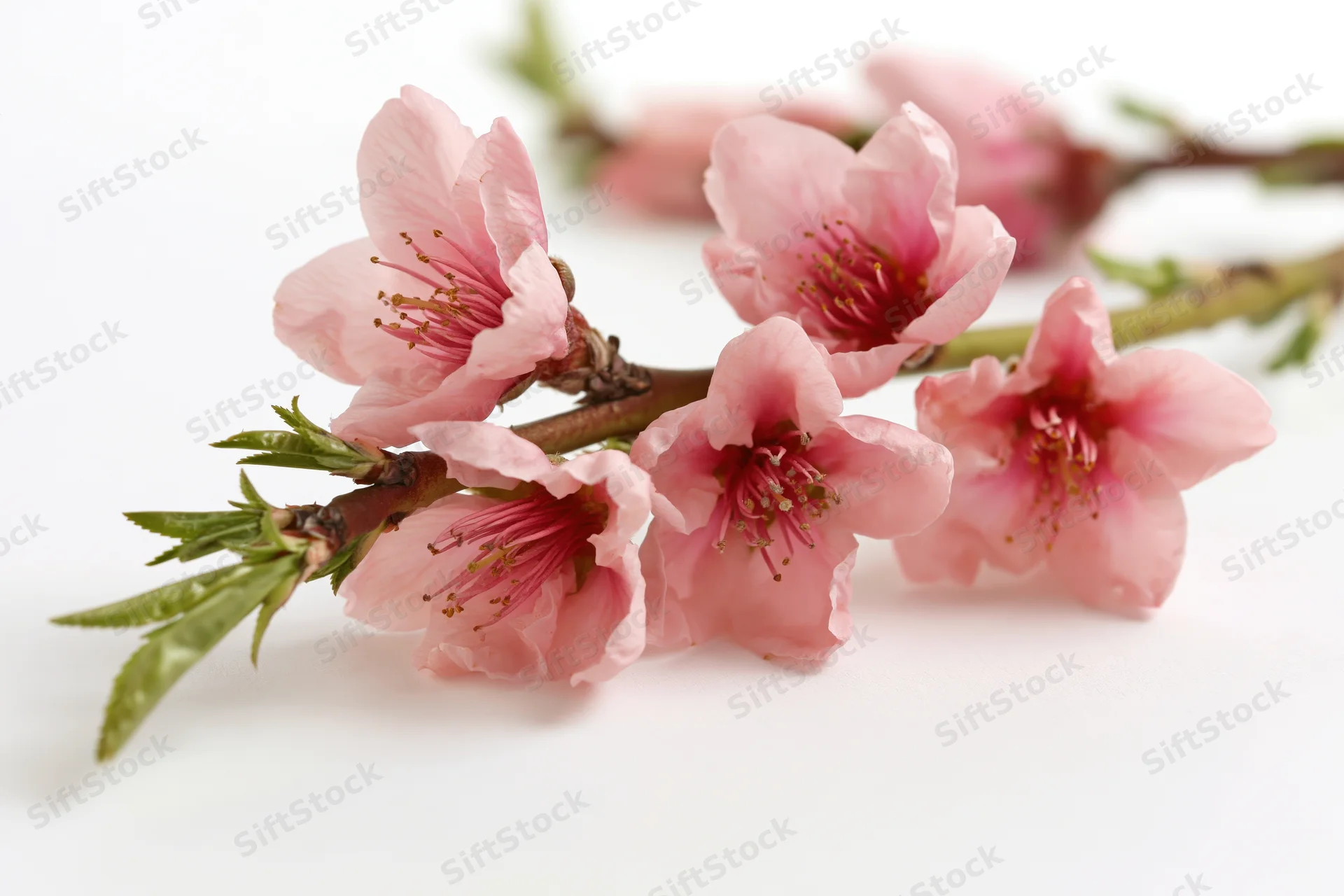 Peach blossom branch with five open pink flowers on white background