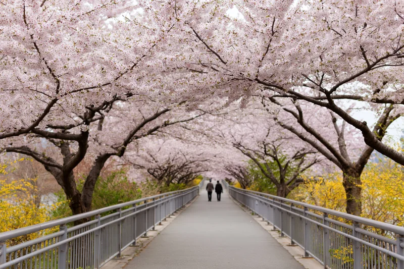 Two people walking along a paved path under a cherry blossom canopy in a park