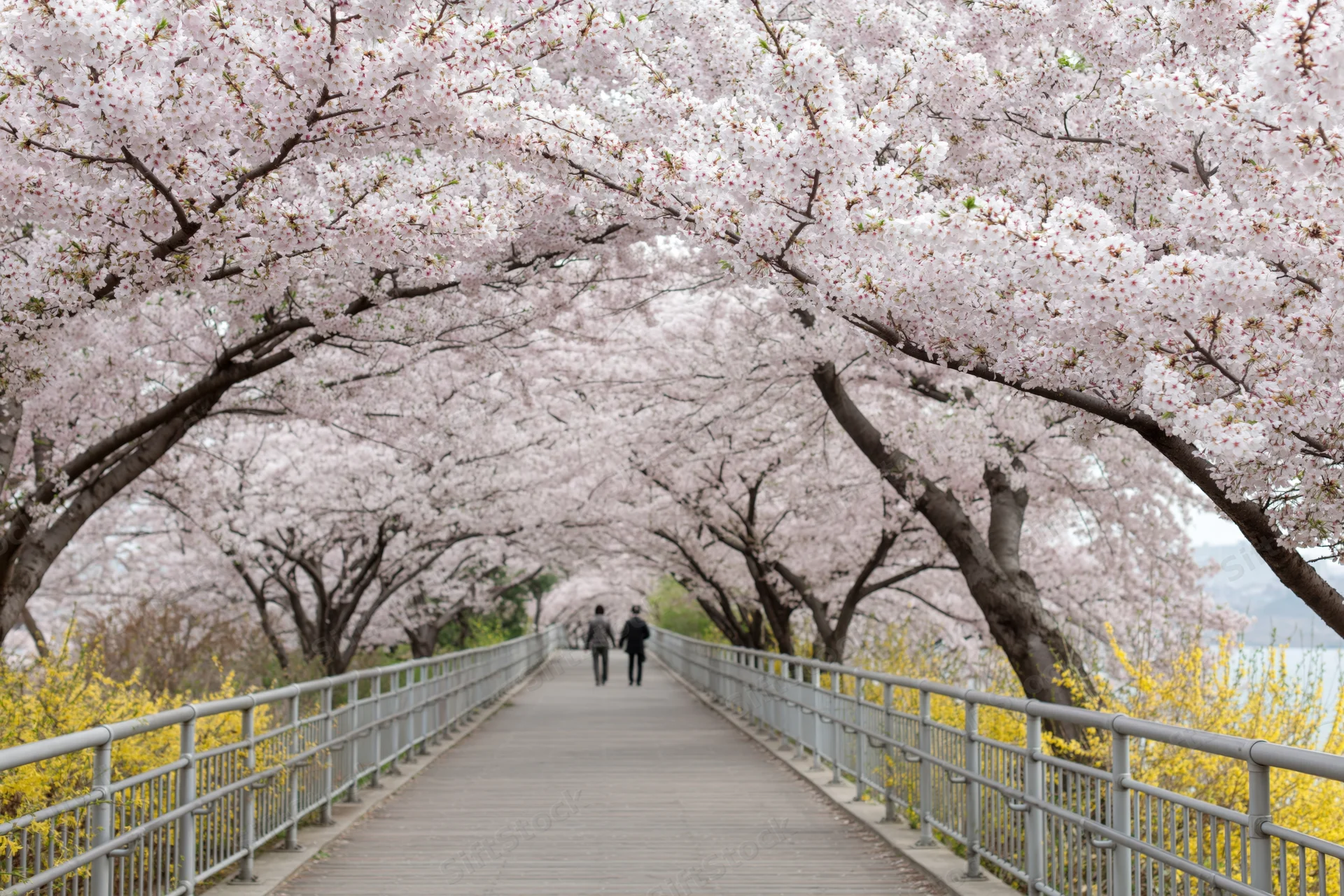 Two people walking along a wooden pathway lined with blooming cherry trees in spring