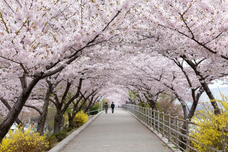 Cherry blossom trees in full bloom forming a canopy over a paved pathway in a park