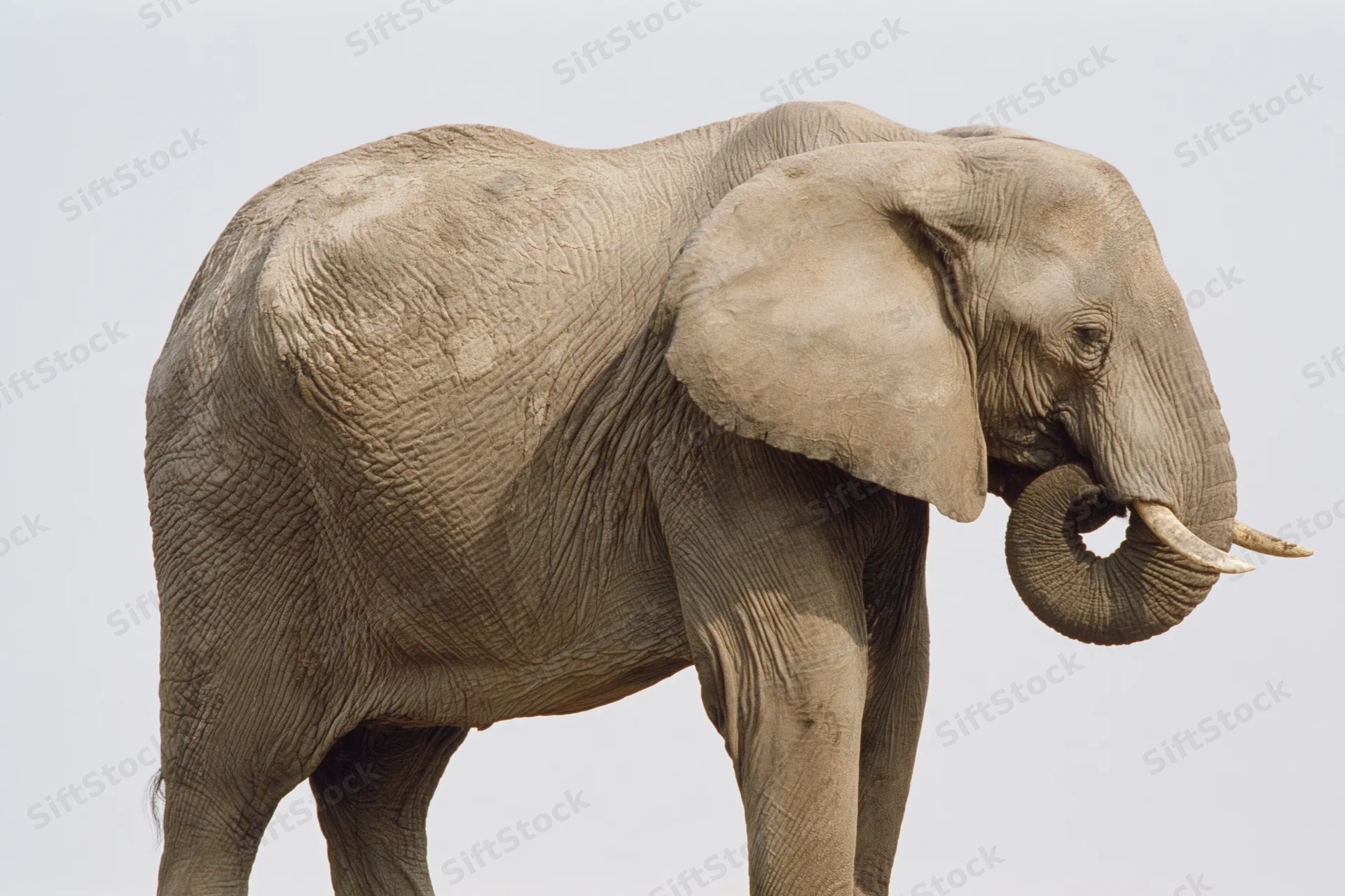 African elephant standing in profile with trunk curled upward against plain background
