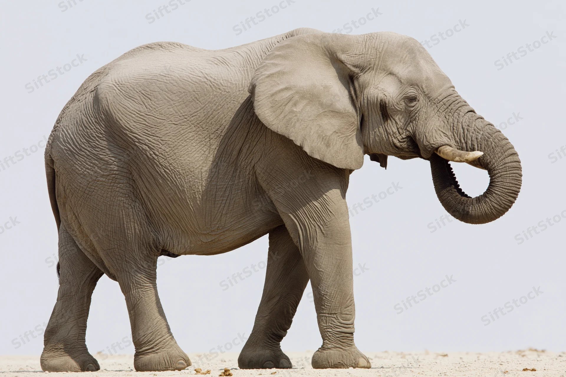 Adult african elephant standing in profile with trunk curled upward on sandy ground