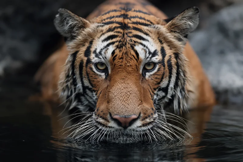 Bengal tiger lowering head to drink from dark still water
