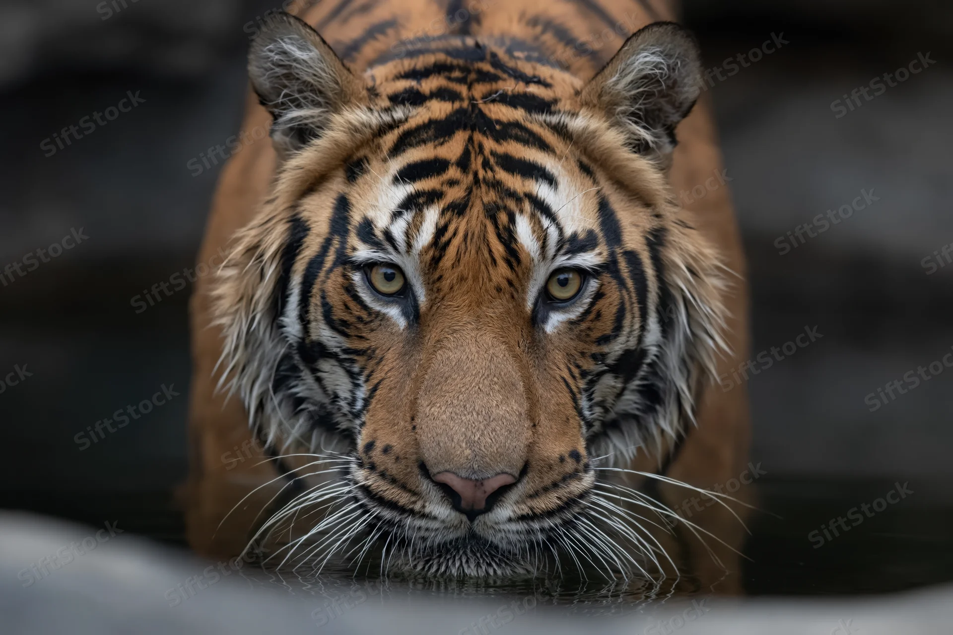Bengal tiger lowering head to drink from dark still water