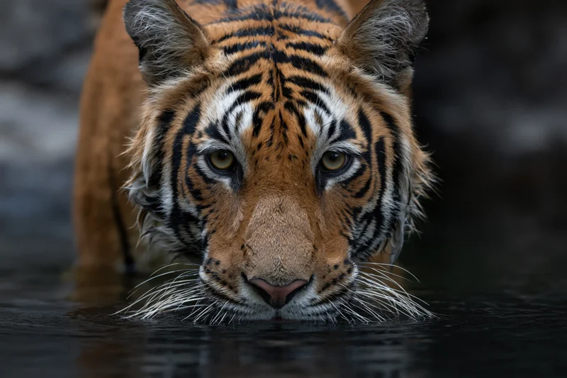 Bengal tiger lowering head to drink from dark still water