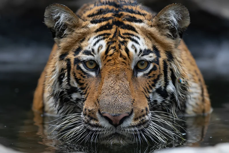 Adult Bengal tiger lowering its head to drink from still water