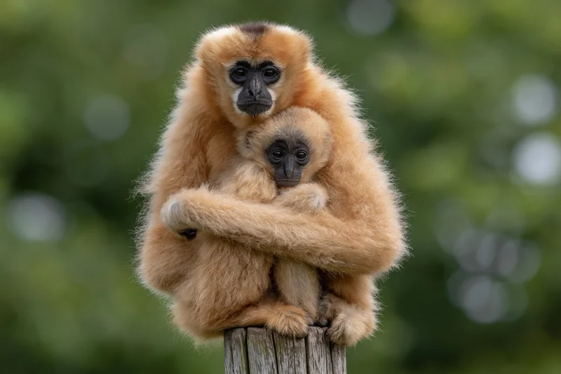 Adult female gibbon holding baby on wooden post in forest setting