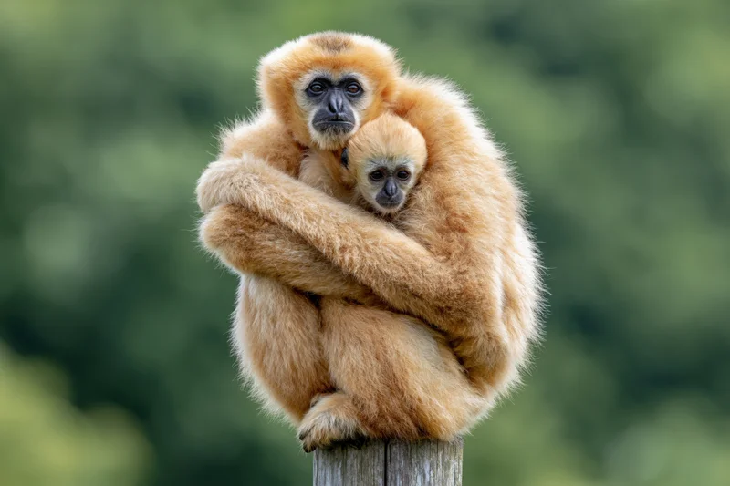 Adult female gibbon hugging baby while sitting on wooden post in forest setting