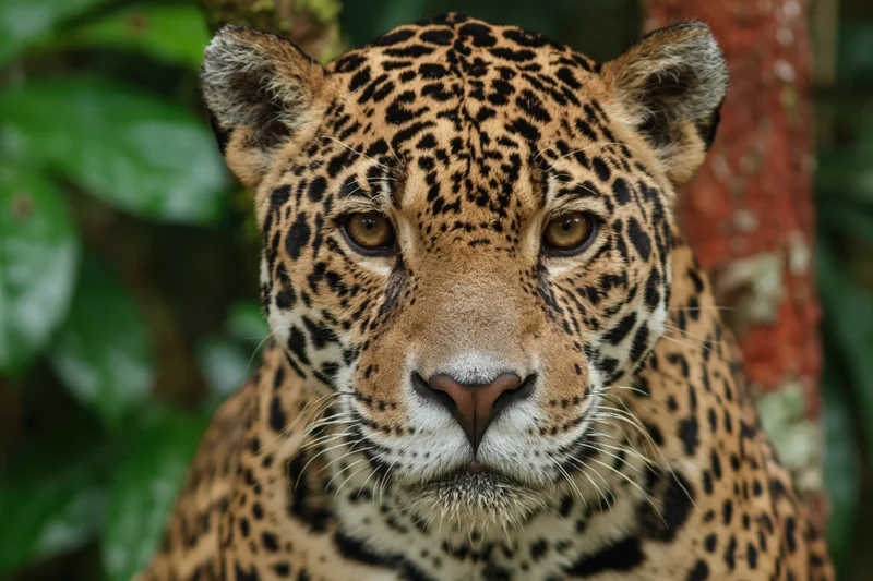 Jaguar staring directly at camera in dense jungle foliage