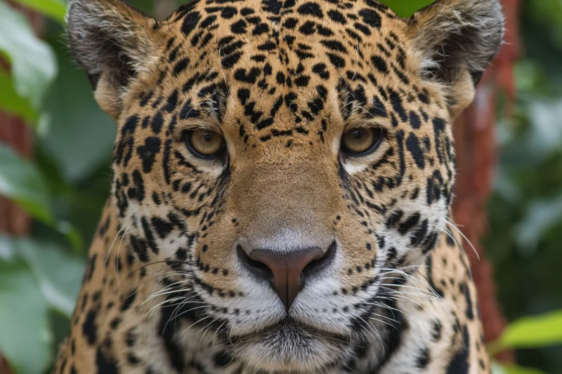 Jaguar staring directly into the camera with intense gaze in lush green foliage