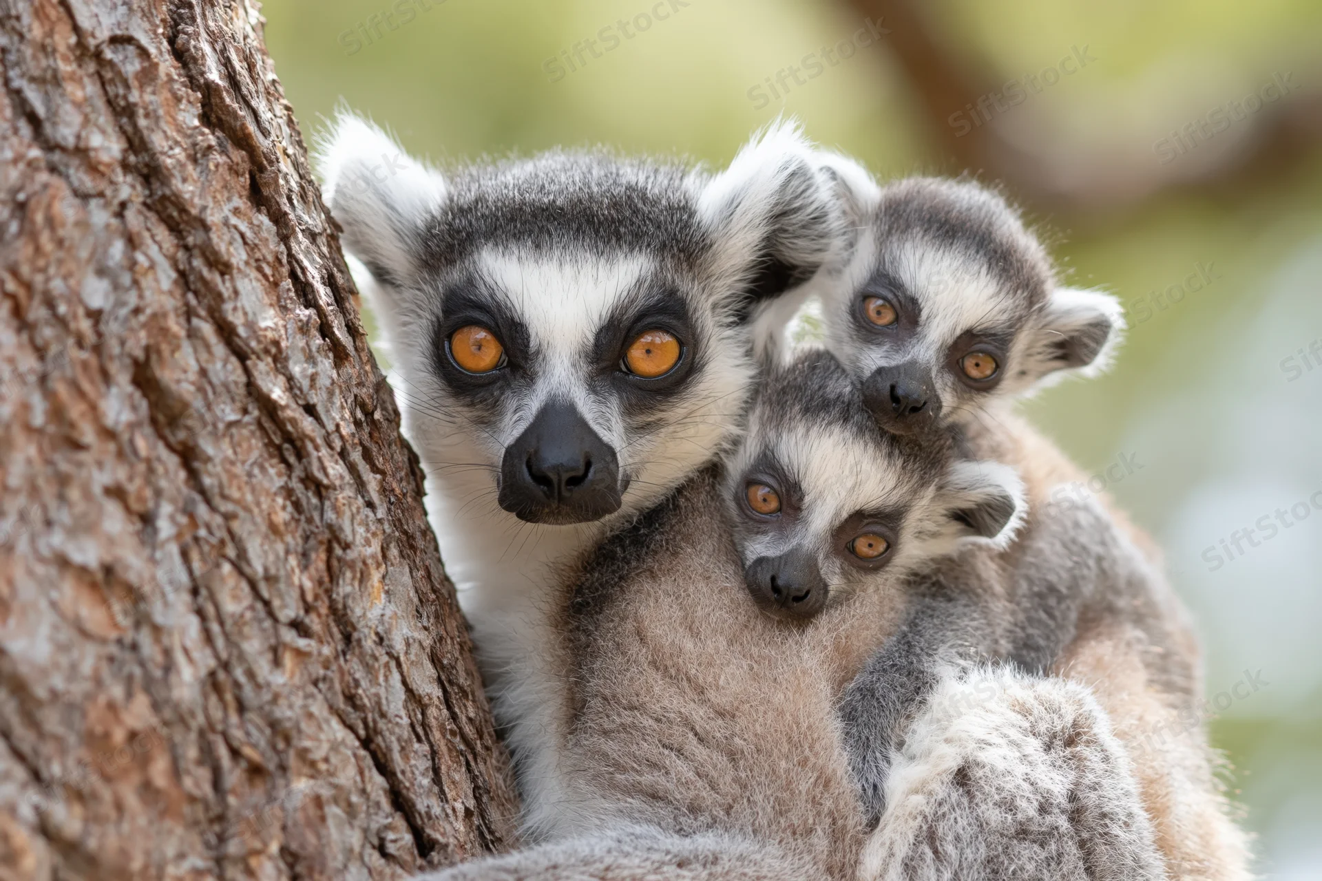 Adult ring-tailed lemur with two babies clinging to tree trunk in forest