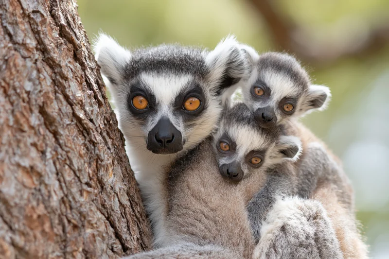 Adult ring-tailed lemur with two babies clinging to tree trunk in forest