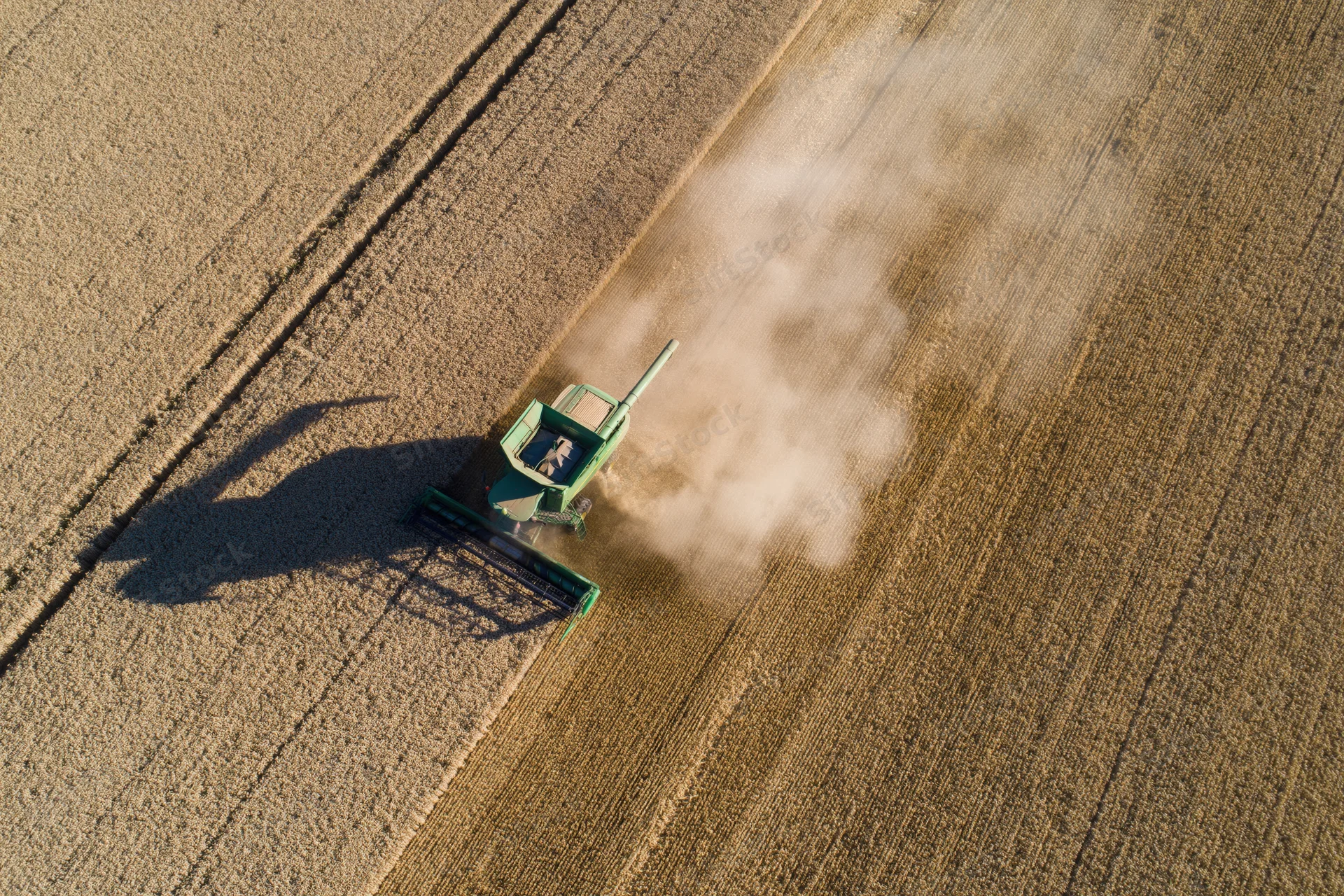 Green combine harvester cutting wheat in a golden field from above