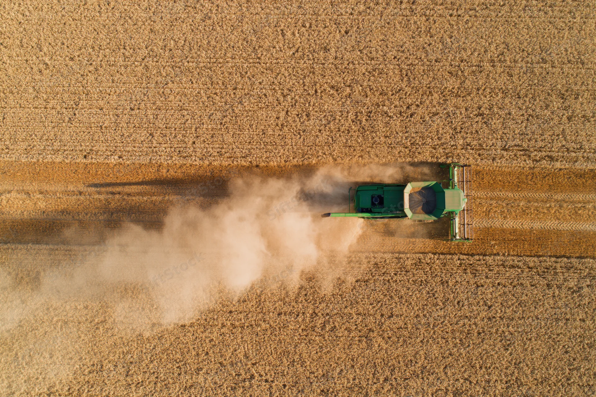 Green combine harvester harvesting wheat in golden field from overhead aerial view