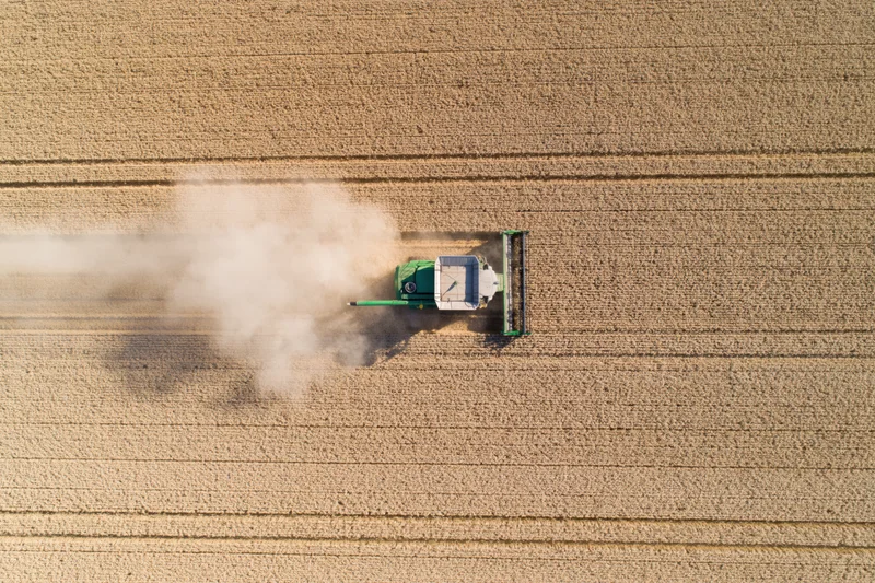 Green combine harvester moving across a golden wheat field from directly above
