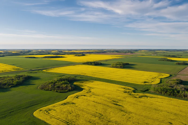 Aerial view of canola fields and green farmland under a blue sky with scattered clouds