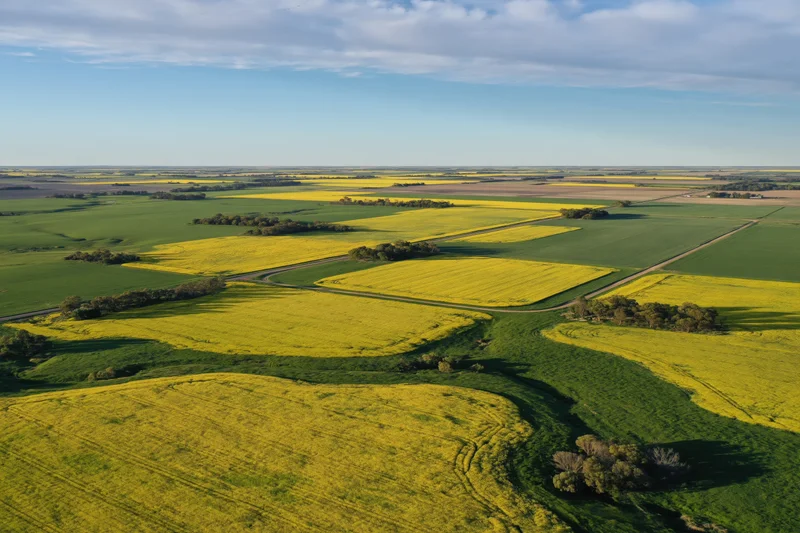 Aerial view of yellow canola fields and green farmland in rural countryside