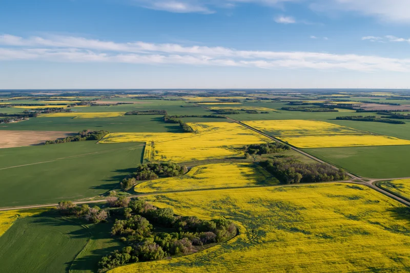 Aerial view of canola fields blooming in spring across flat farmland under blue sky