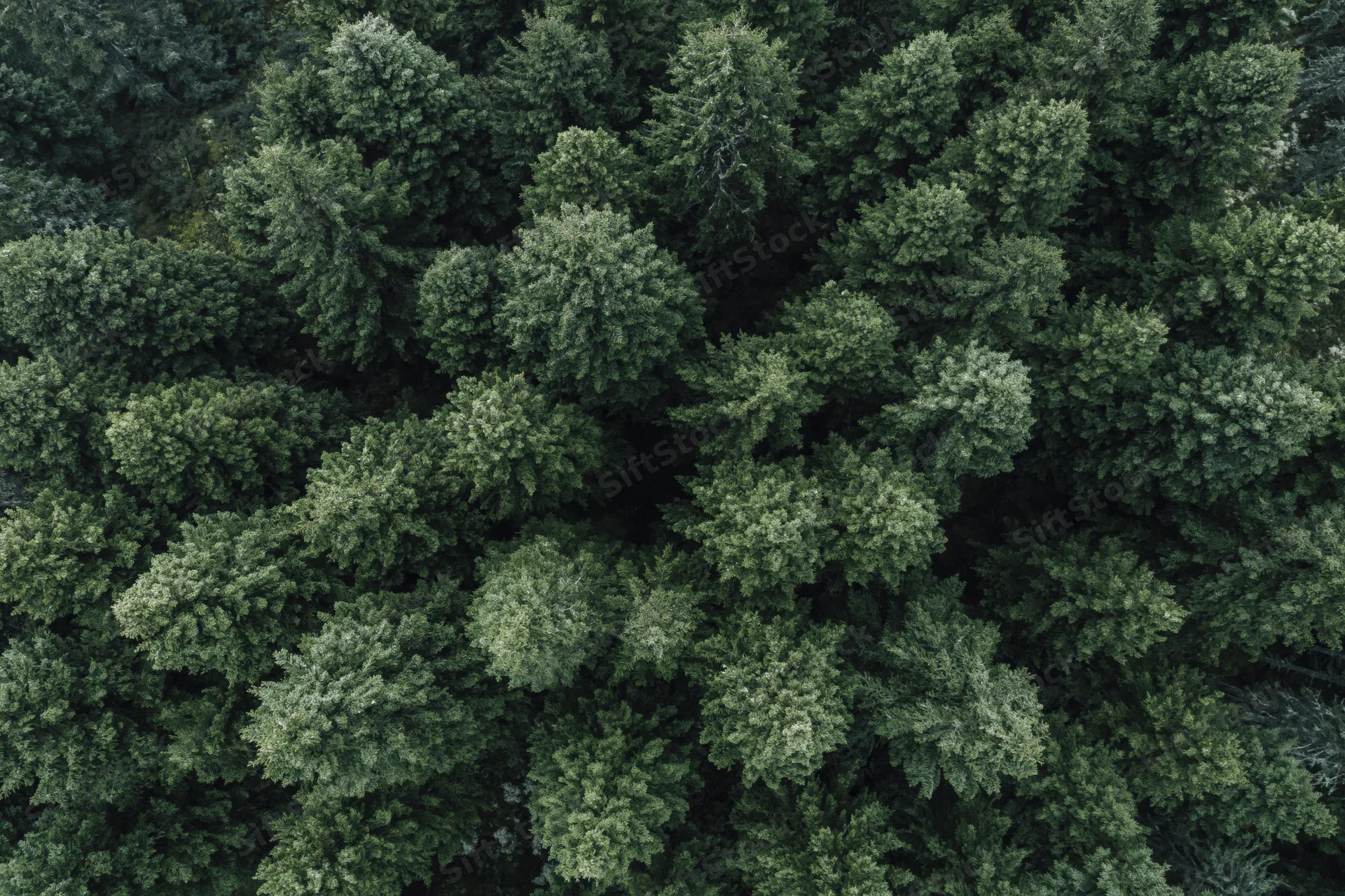 Aerial top-down view of dense conifer forest canopy filling the frame
