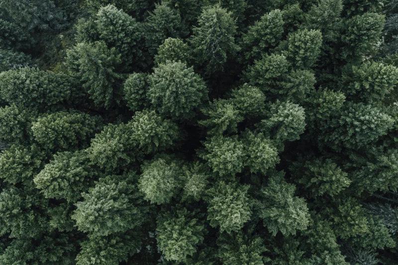 Aerial top-down view of dense conifer forest canopy filling the frame