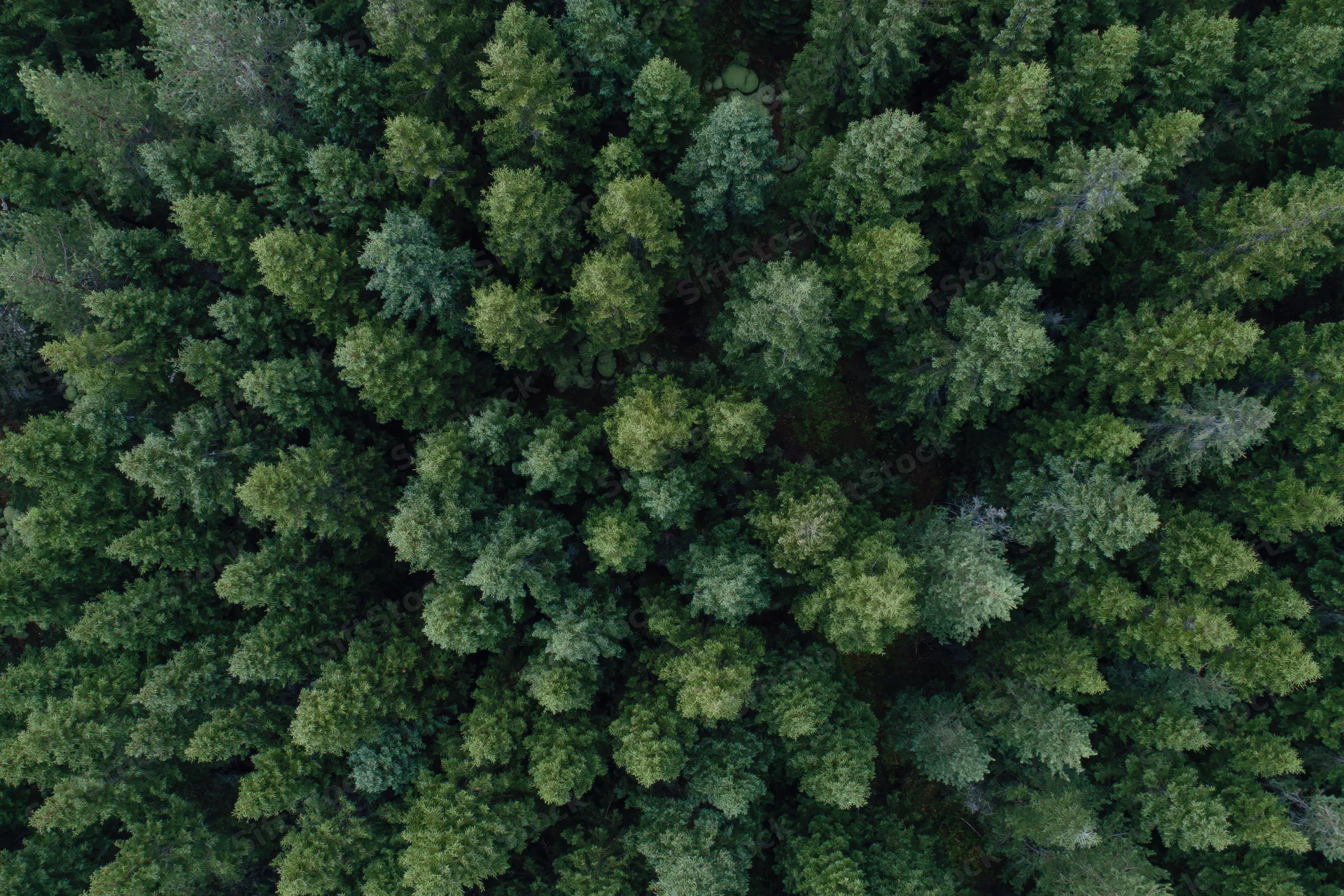 Aerial top-down view of dense conifer forest canopy filling the frame with green treetops