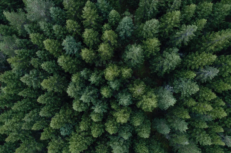 Aerial top-down view of dense conifer forest canopy filling the frame with green treetops