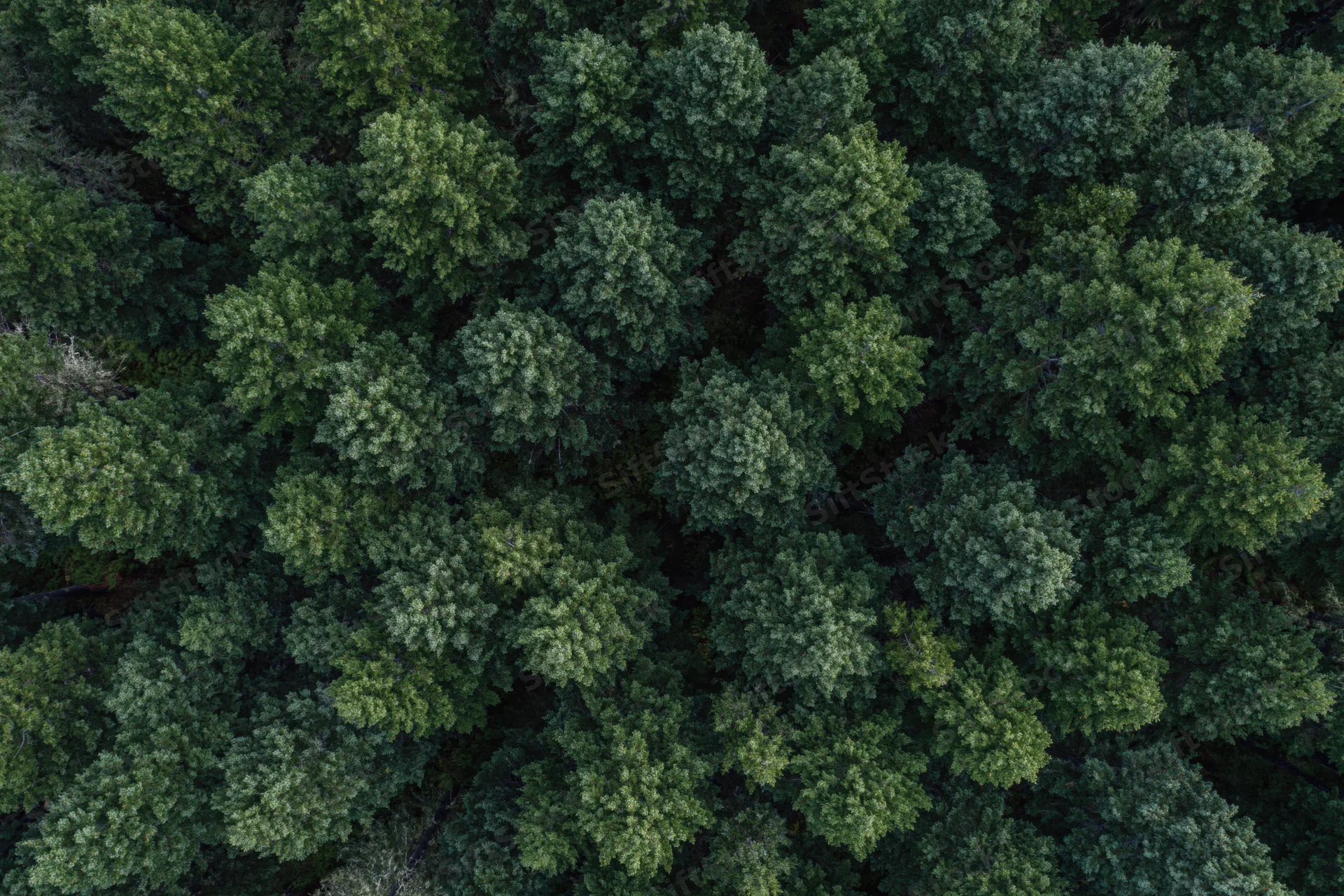 Aerial top-down view of dense conifer forest canopy filling the frame